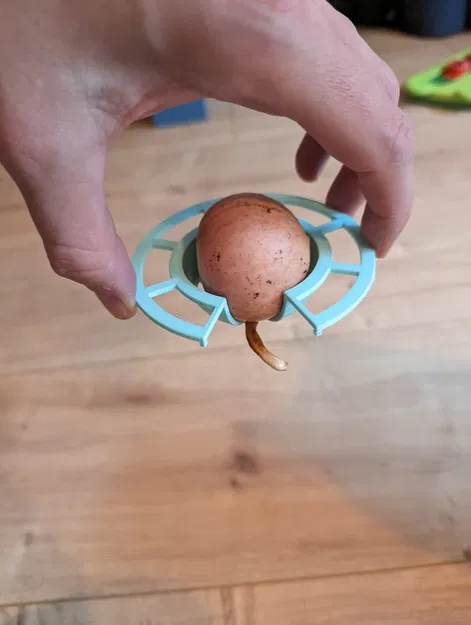 Giá đỡ hạt bơ cho cây bơ sinh trưởng - Image 3