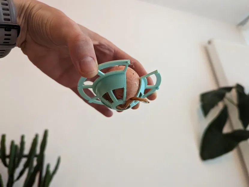 Giá đỡ hạt bơ cho cây bơ sinh trưởng - Image 4