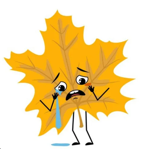 Lá phong khóc với sắc thái cảm xúc độc đáo - Image 4