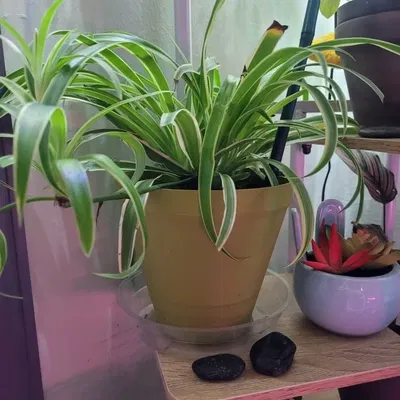 Chậu cây có thể tùy chỉnh cho vườn ươm