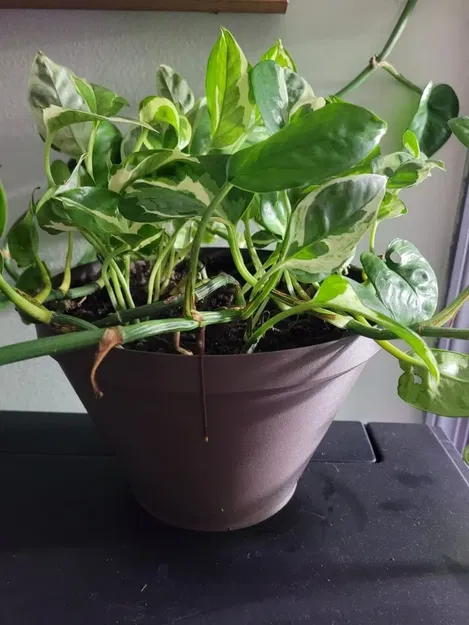 Chậu cây có thể tùy chỉnh cho vườn ươm - Image 2