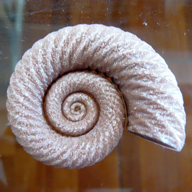 Ammonit nhân tạo với khả năng thay đổi kích thước - Image 1