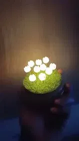 Đèn trang trí hoa tulip rỗng cho ánh sáng nhỏ - Image 1