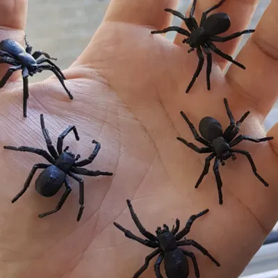 Nhện đen trang trí Halloween với mạng nhện