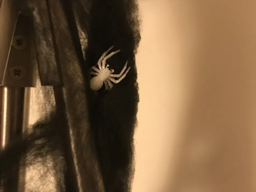 Nhện đen trang trí Halloween với mạng nhện - Image 2