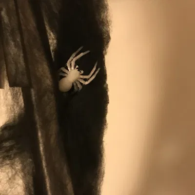 Nhện đen trang trí Halloween với mạng nhện