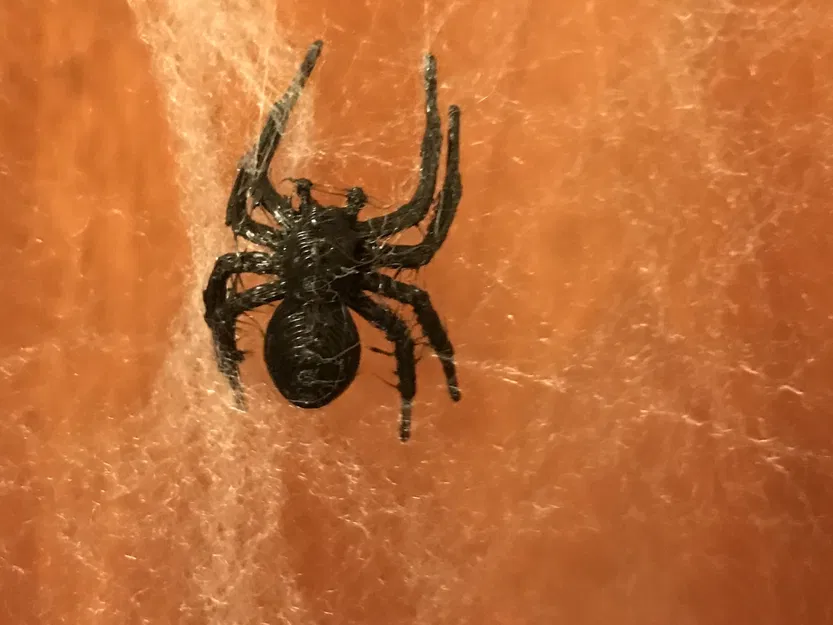 Nhện đen trang trí Halloween với mạng nhện - Image 3