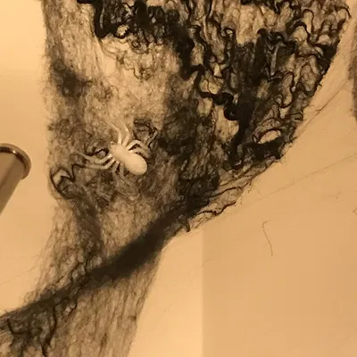 Nhện đen trang trí Halloween với mạng nhện