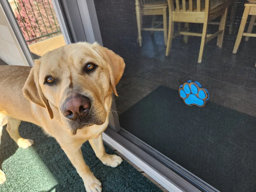 Chân Chó - Image 4