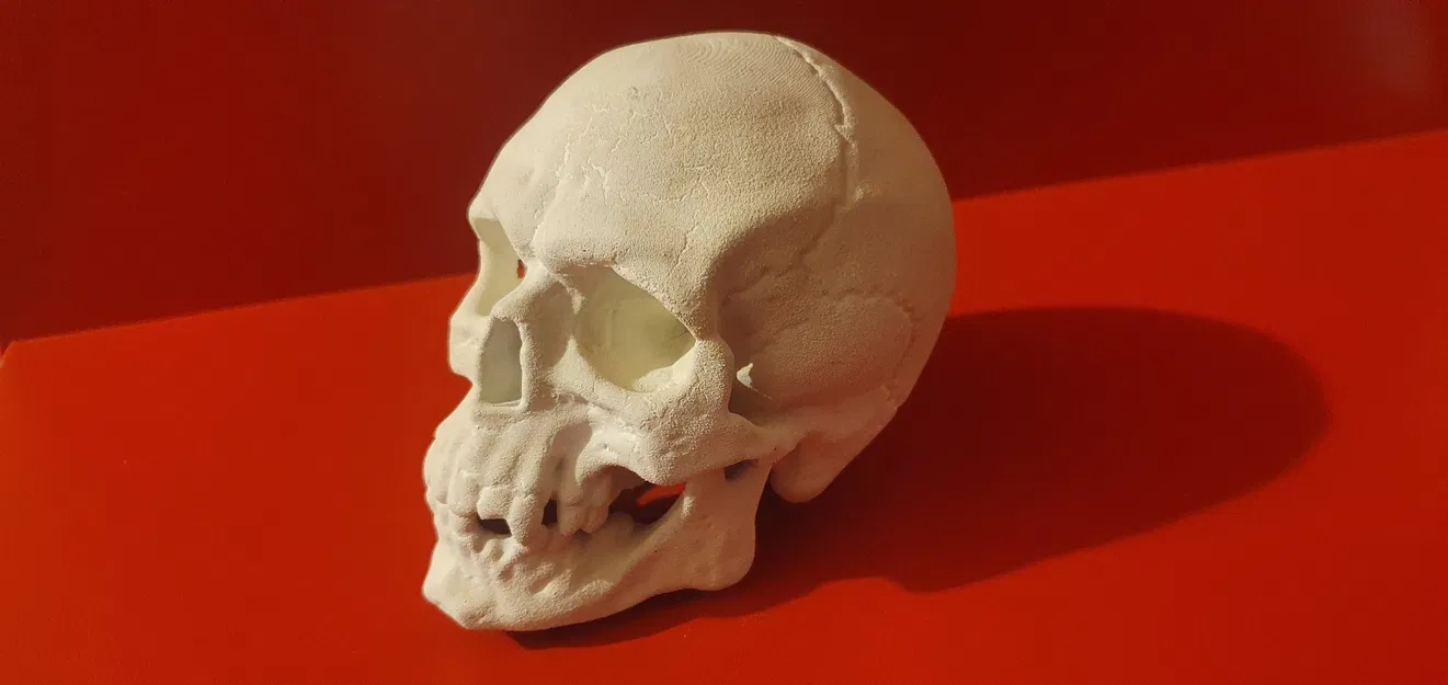 Hộp sọ người chi tiết cho mô hình 3D - Image 1