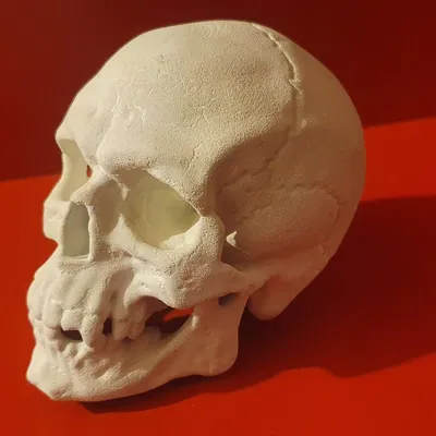 Hộp sọ người chi tiết cho mô hình 3D