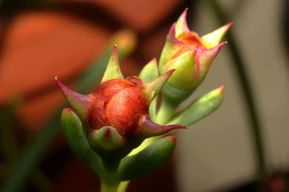 Ống Kính Macro In 3D - Image 7