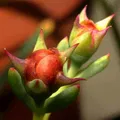 Ống Kính Macro In 3D - Thumbnail 7