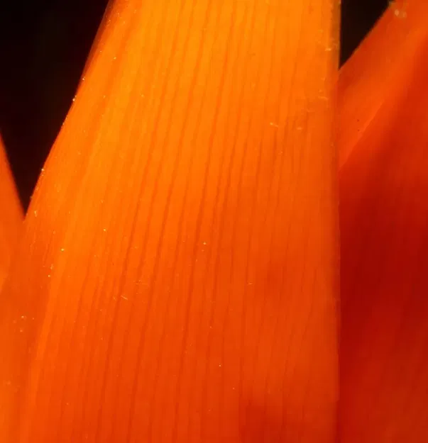 Ống Kính Macro In 3D - Image 8