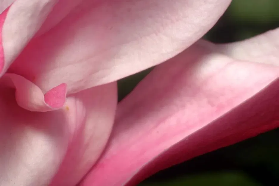 Ống Kính Macro In 3D - Image 9