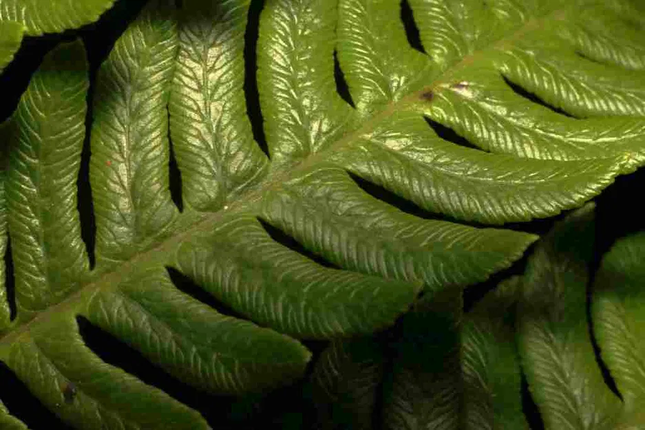 Ống Kính Macro In 3D - Image 10