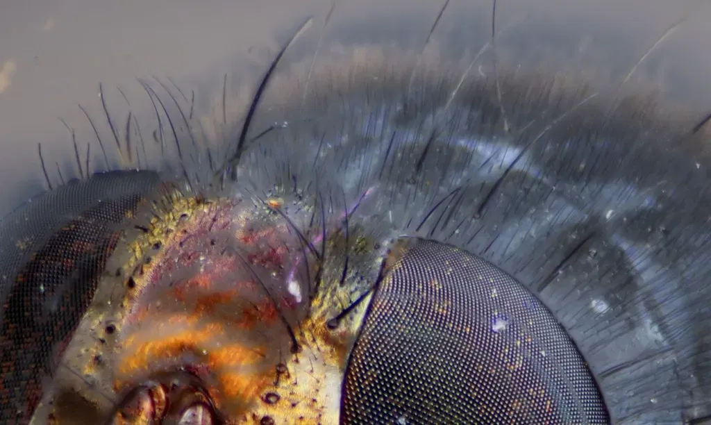 Ống Kính Macro In 3D - Image 11