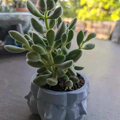 Chậu cây hình mặt người độc đáo cho không gian sống