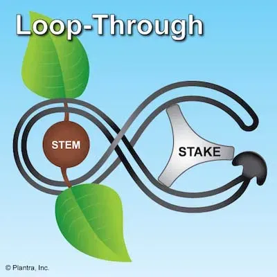 Hệ thống buộc cây Stretch-Lock với dây T-Ties