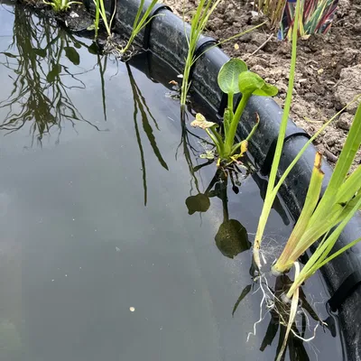 Giỏ Trồng Cây Thủy Sinh Cho Ao Hồ