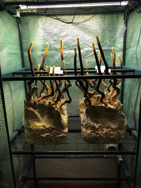 Máy tạo độ ẩm 3.3.3 với các bộ phận có thể thay thế cho Lều trồng (Martha) hoặc Tủ trồng cây - Image 6