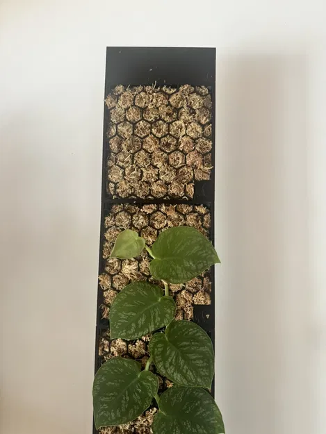 Moosstab Dubia 2.0 / Cọc rêu Monstera Dubia 2.0 - Image 1