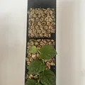 Moosstab Dubia 2.0 / Cọc rêu Monstera Dubia 2.0 - Thumbnail 1