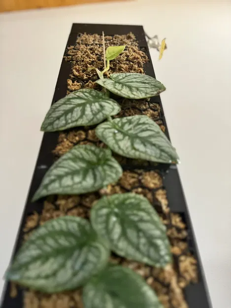 Moosstab Dubia 2.0 / Cọc rêu Monstera Dubia 2.0 - Image 2