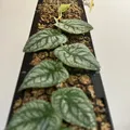 Moosstab Dubia 2.0 / Cọc rêu Monstera Dubia 2.0 - Thumbnail 2
