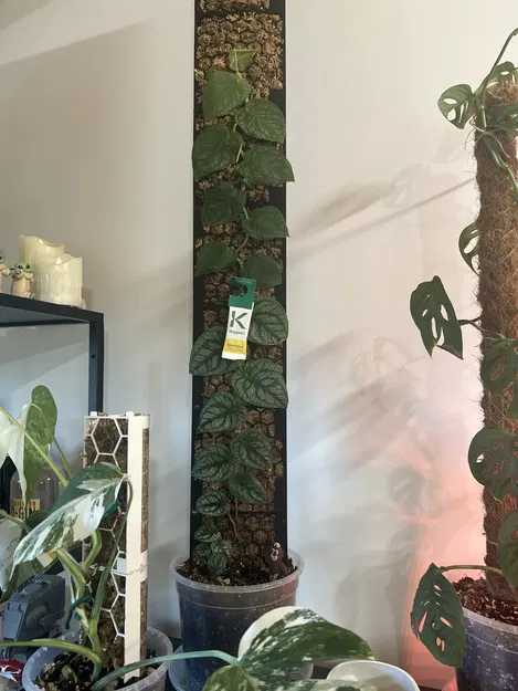 Moosstab Dubia 2.0 / Cọc rêu Monstera Dubia 2.0 - Image 3