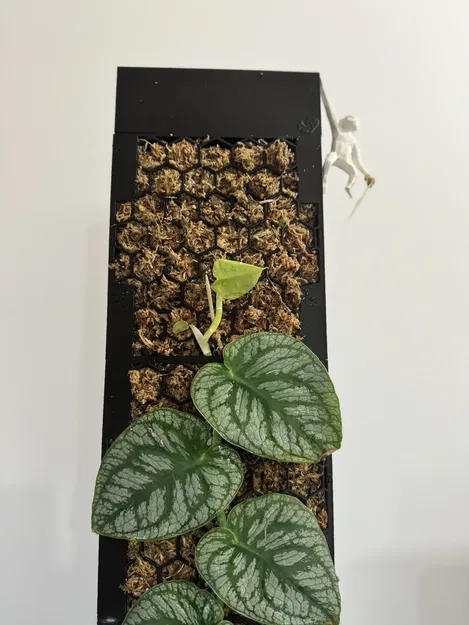 Moosstab Dubia 2.0 / Cọc rêu Monstera Dubia 2.0 - Image 4