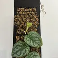 Moosstab Dubia 2.0 / Cọc rêu Monstera Dubia 2.0 - Thumbnail 4