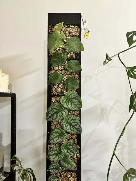 Moosstab Dubia 2.0 / Cọc rêu Monstera Dubia 2.0 - Image 5