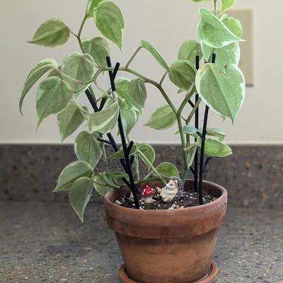 Cọc hỗ trợ cây nhỏ với thiết kế tam giác đơn giản