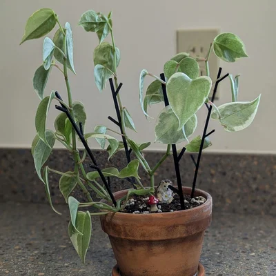 Cọc hỗ trợ cây nhỏ với thiết kế tam giác đơn giản