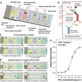 Chip ELISA vi lưu cho phân tích sinh học - Thumbnail 1