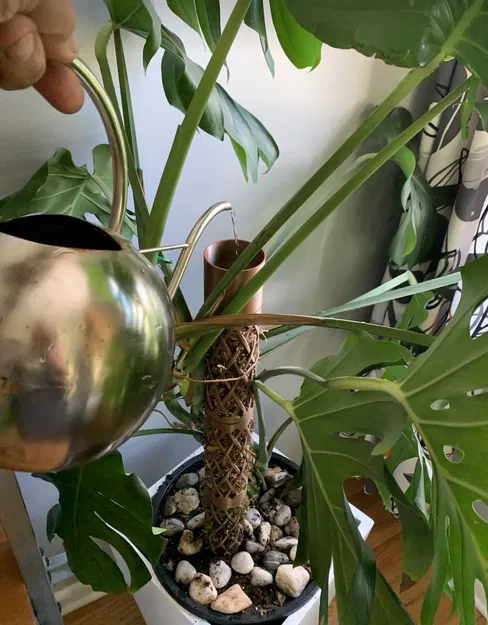 Cột rêu Monstera với hệ thống tưới nhỏ giọt tự động - Image 1