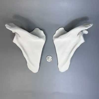 Xương Bả Vai Trái và Phải từ CT scan, Kích thước thật