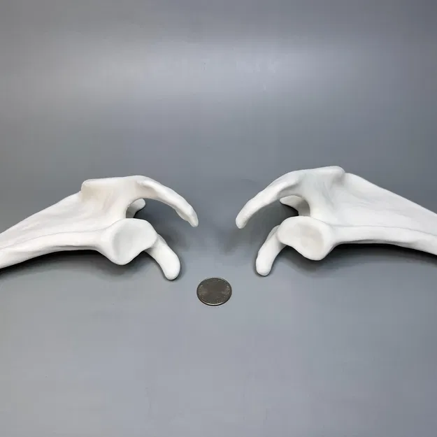 Xương Bả Vai Trái và Phải từ CT scan, Kích thước thật - Image 2