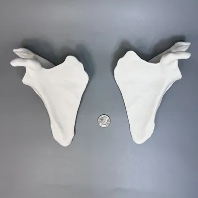 Xương Bả Vai Trái và Phải từ CT scan, Kích thước thật