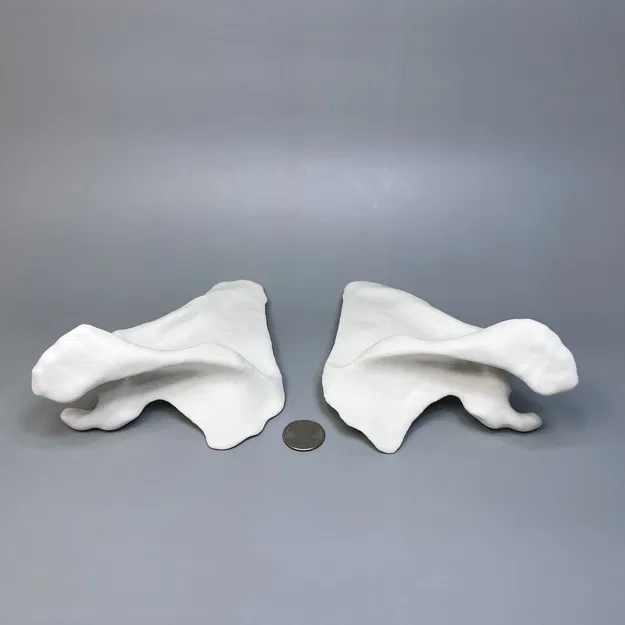 Xương Bả Vai Trái và Phải từ CT scan, Kích thước thật - Image 4