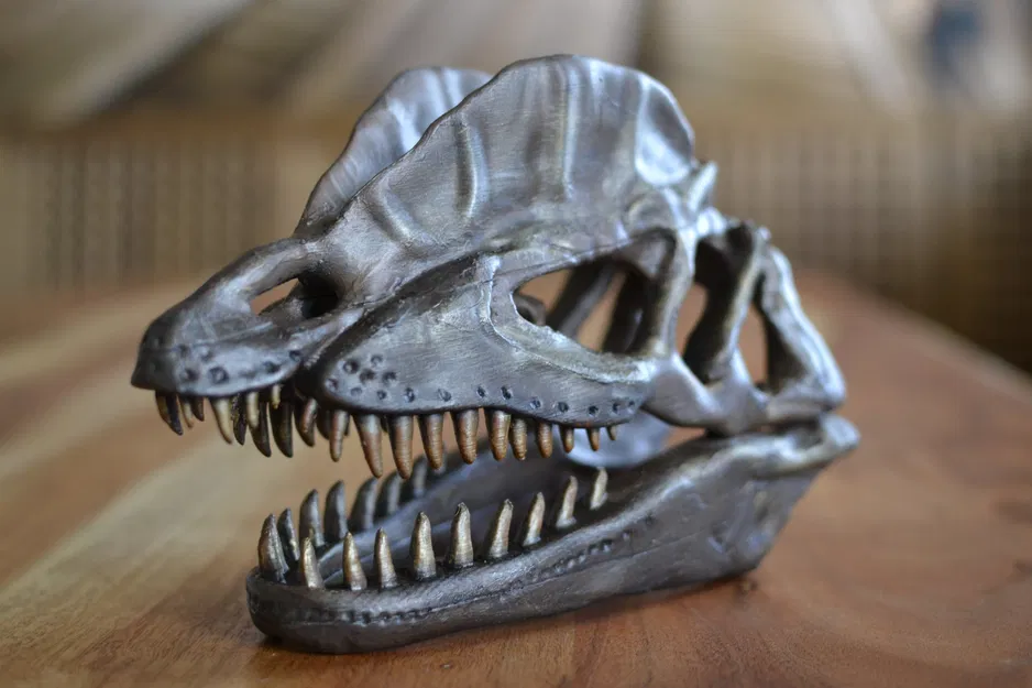 Hộp sọ khủng long Dilophosaurus - Image 2