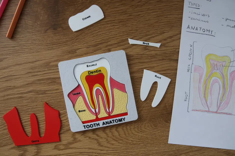 Bộ Xếp Hình Giải Phẫu Răng - Image 1