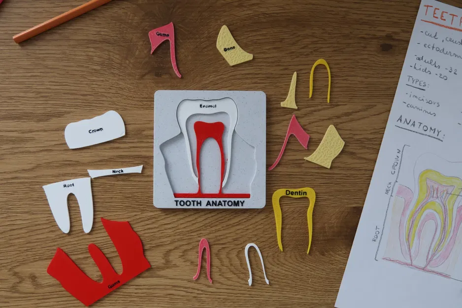 Bộ Xếp Hình Giải Phẫu Răng - Image 2