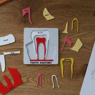 Bộ Xếp Hình Giải Phẫu Răng