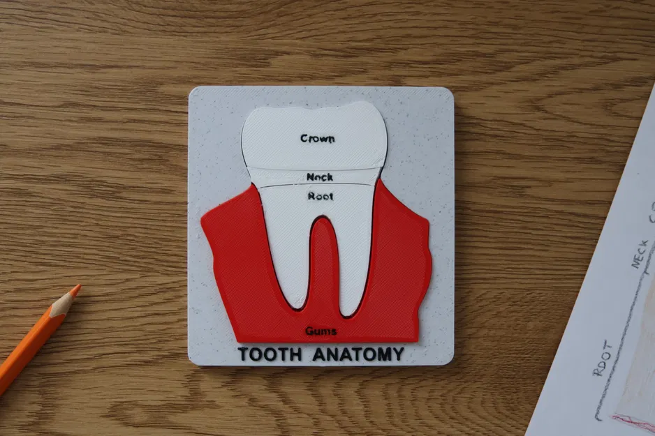 Bộ Xếp Hình Giải Phẫu Răng - Image 3