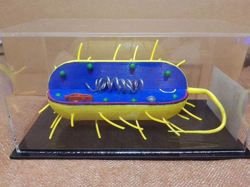 Mô hình 3D Tế bào Vi khuẩn (Bacterial Cell) - Image 1