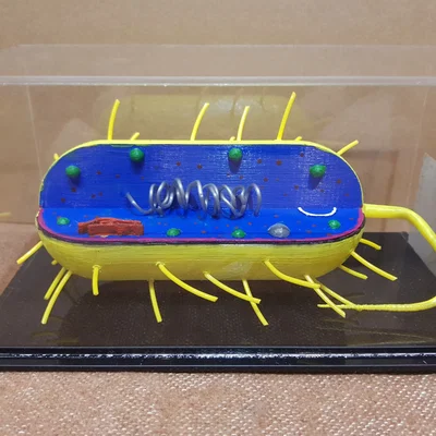 Mô hình 3D Tế bào Vi khuẩn (Bacterial Cell)