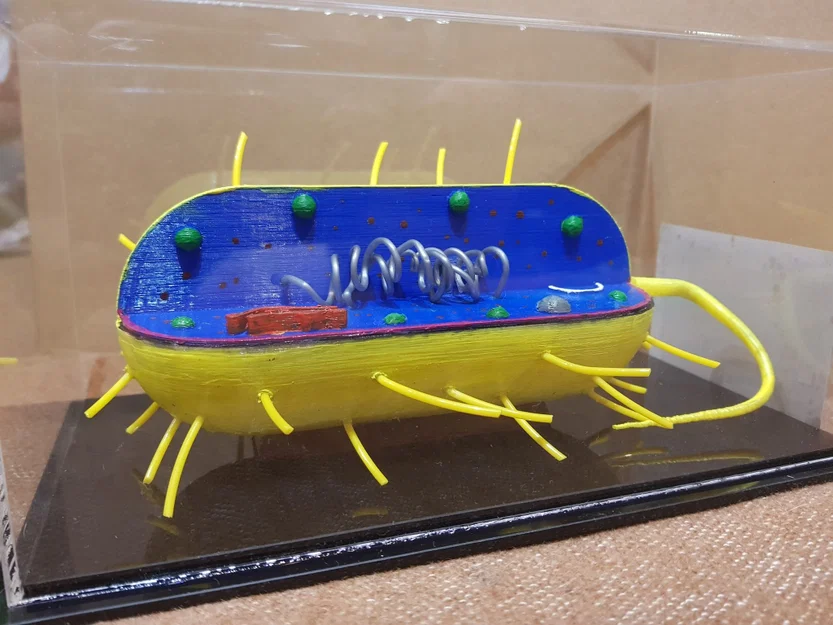 Mô hình 3D Tế bào Vi khuẩn (Bacterial Cell) - Image 2