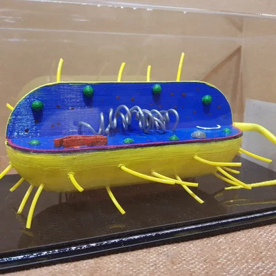 Mô hình 3D Tế bào Vi khuẩn (Bacterial Cell)